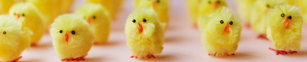 EASTER CHICKS