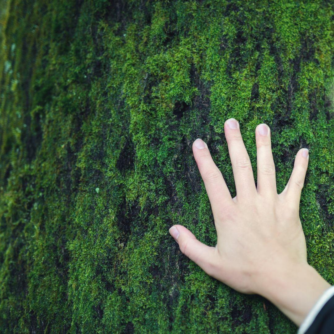 Hand on a mossy tree trunk