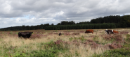 Cows grazing