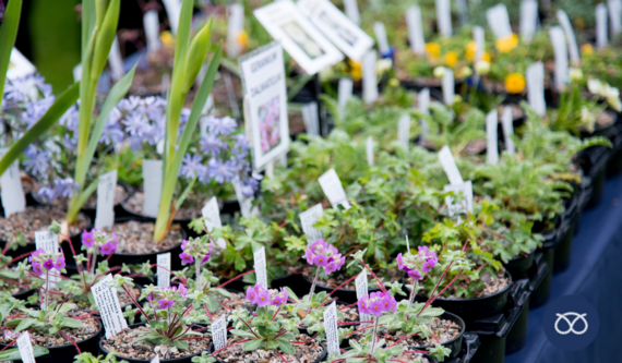 Autumn Plant Hunters' Fair