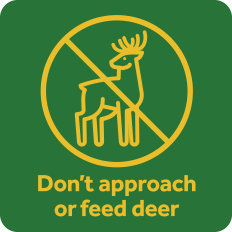 Beware of deer