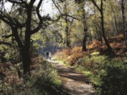 Autumn couple walking