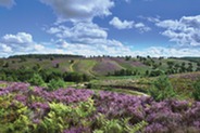 Sherbrook valley cannock chase