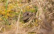 Adder