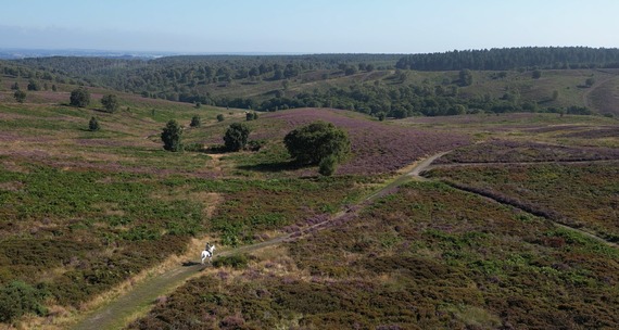 A view of Cannock Chase