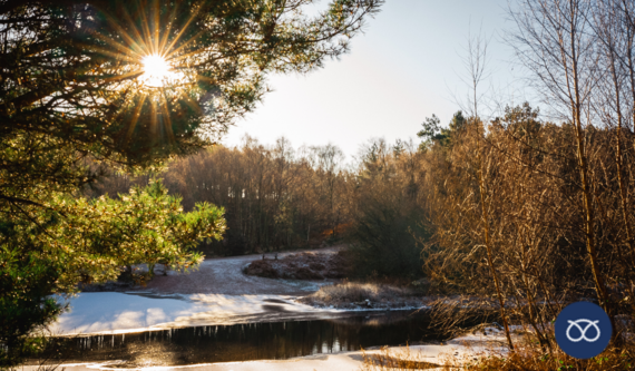 Cannock Chase covered in snow