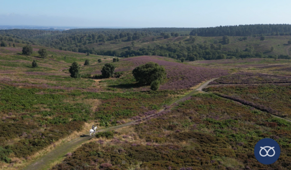 Horse riding at Cannock Chase.  photo credit: National Landscape