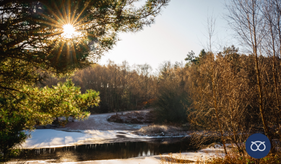 photo of cannock chase covered in snow taken by freya dawson