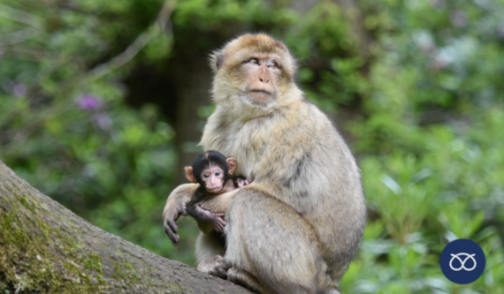 photo of monkey with its baby monkey at trentham monkey forest