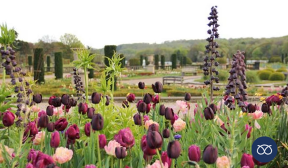 Trentham Spring Bulb Festival