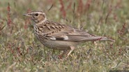Woodlark