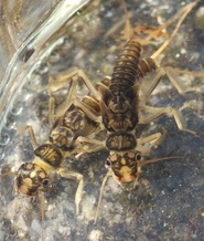 Aquatic Invertebrates study