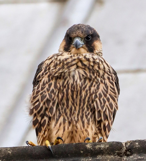 Peregrine Falcon chick