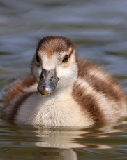 Egyptian gosling