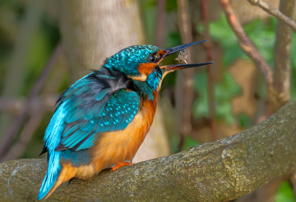 Kingfisher