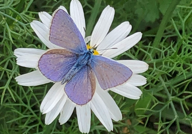 Butterfly