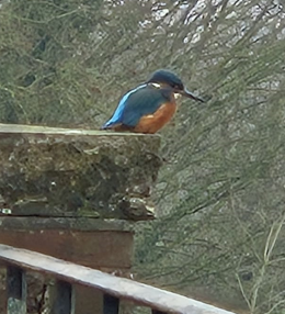 Kingfisher
