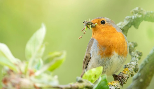 Garden birds