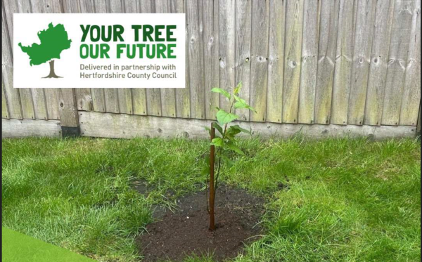 Tree giveaway