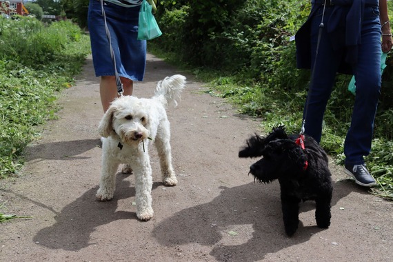 Dogs must be on leads in specified areas
