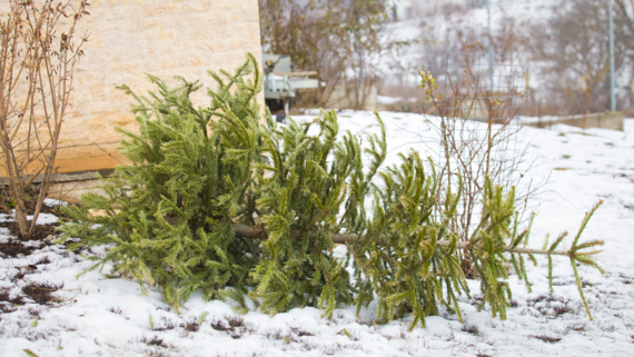 A Christmas tree lying on snowy ground