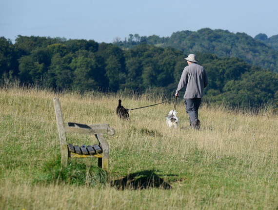Dogs on leads on Selsley Common