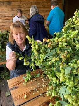 Sandra Winchester picking hops in 2024