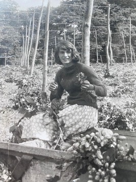 Sandra Winchester picking hops in 1958