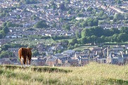 Cow on Selsley Common. The Local Plan