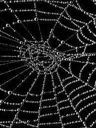 Image of a spider's web by Ivica Brlic. Licence: https://creativecommons.org/licenses/by-sa/4.0/deed.en