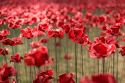 14-18 NOW Poppies_Tower of London -® Richard Lea-Hair and Historic Royal Palaces