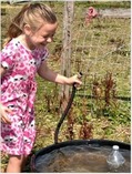 diamond families session - girl enjoying activity on farm