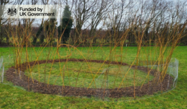 Ring of young willows in a green field