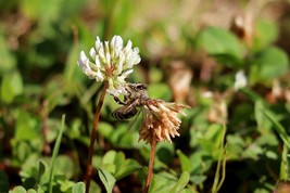 white clover
