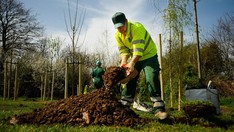 tree planting