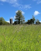church grass