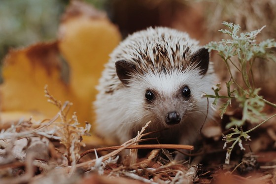 hedgehog animal