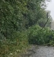 Fallen trees in road