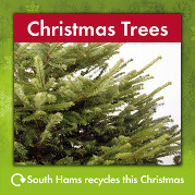 Christmas Trees South Hams 2023