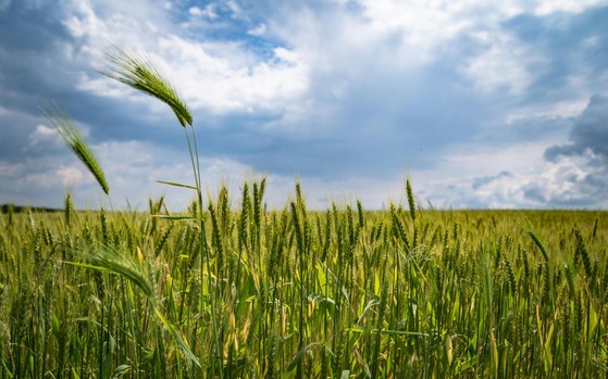 corn in fiekld