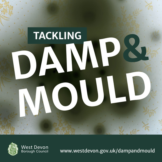 Tackling damp and mould in WD