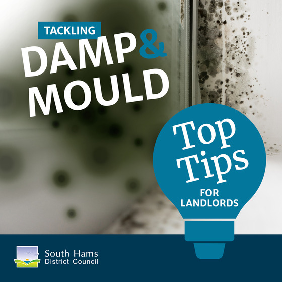 landlords damp mould bulb