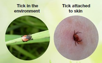 Two circle images with ticks: one in the environment and one attached to skin