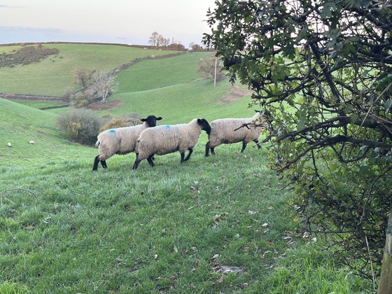 Sheep gathered in fields
