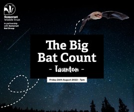 The Big Bat Count