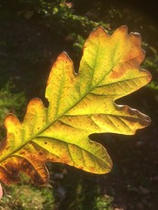 Autumn Oak leaf
