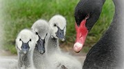 Dawlish black swan and cygnets