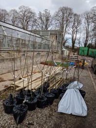 tree saplings at nursery awaiting planting