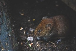 Image of brown rat