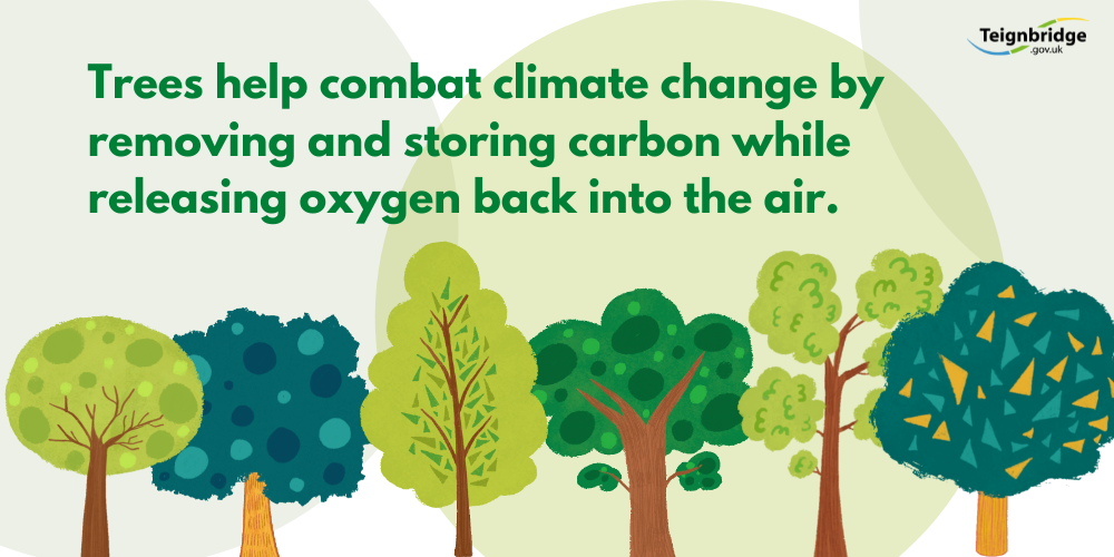 Trees help combat climate change by removing and storing carbon while releasing oxygen into the air